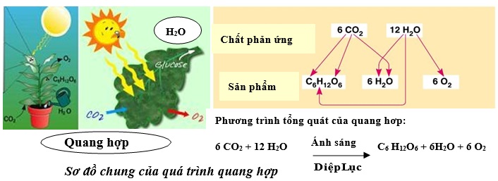 Quang hợp ở thực vật là gì