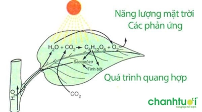 Quang hợp là gì