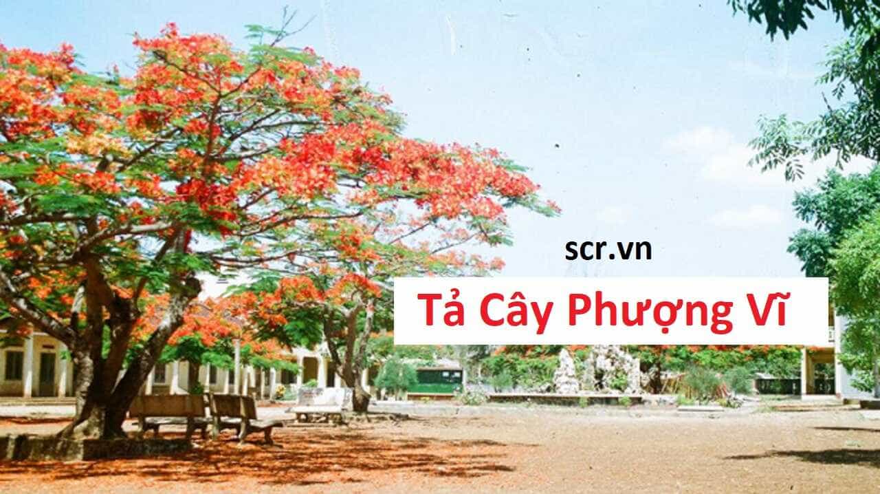 ta cay phuong vi