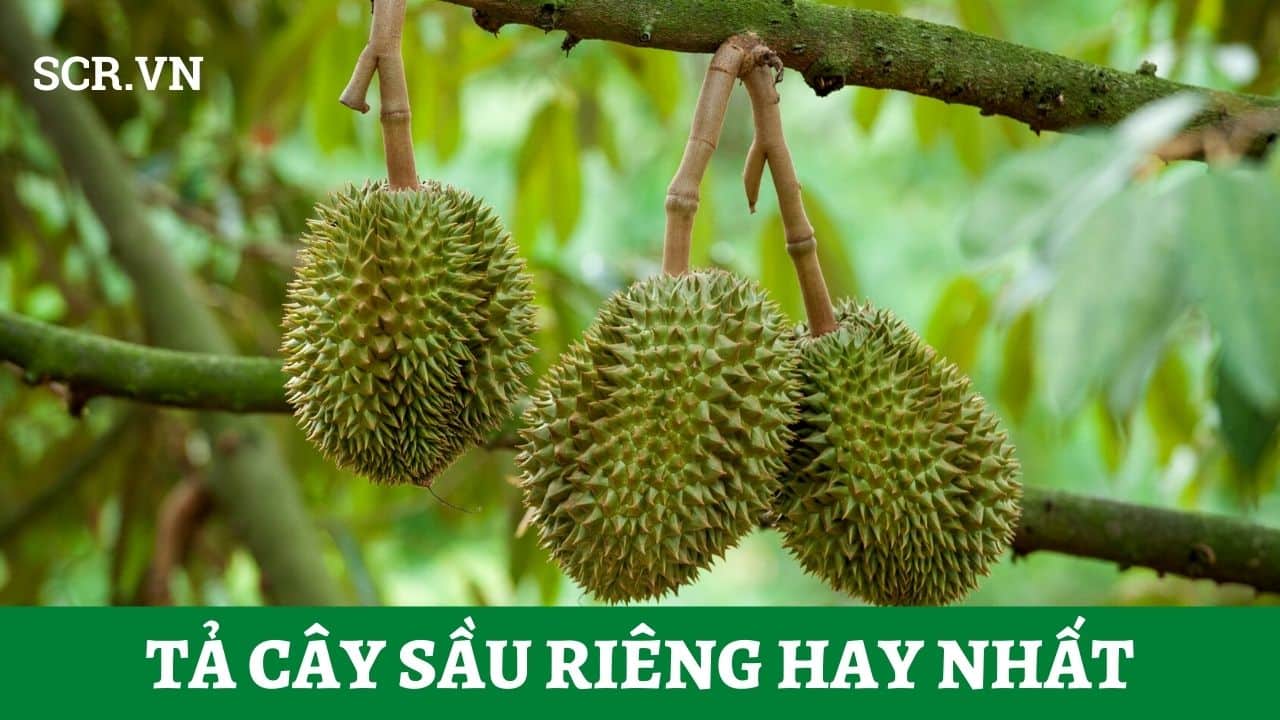 ta cay sau rieng hay nhat