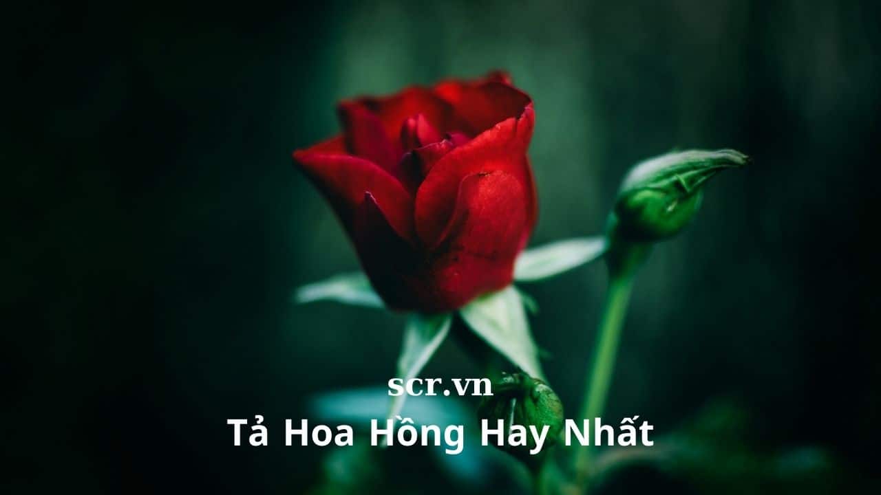 ta hoa hong hay nhat