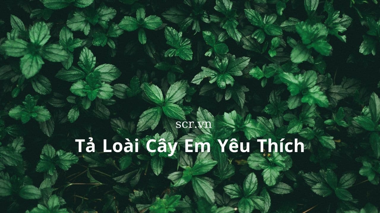 ta loai cay em yeu thich ngan