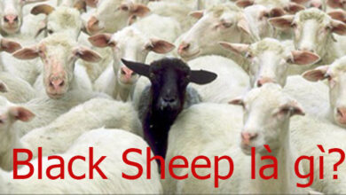 Black Sheep la gi Cmmeduvn