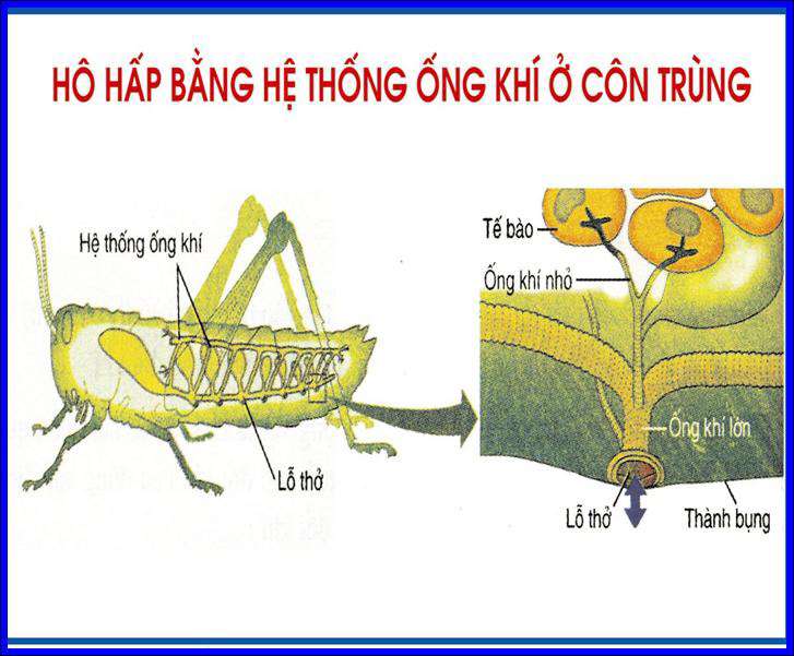 ho hap o dong vat la gi 2